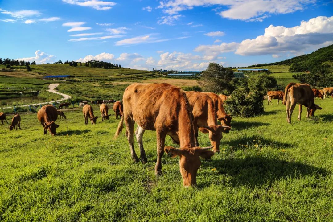 犇福金达莱地址,犇福农场金达莱多吗