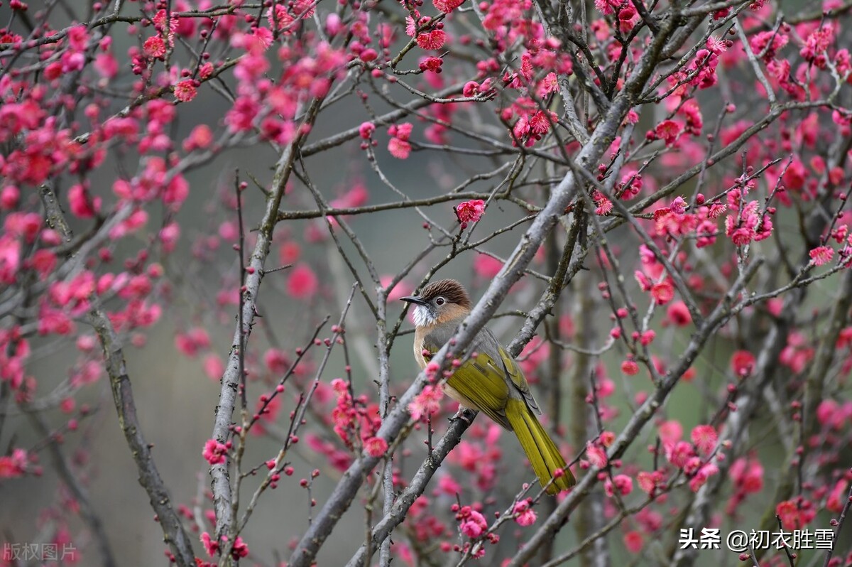 感慨新年的诗句,关于新年感怀的七绝诗