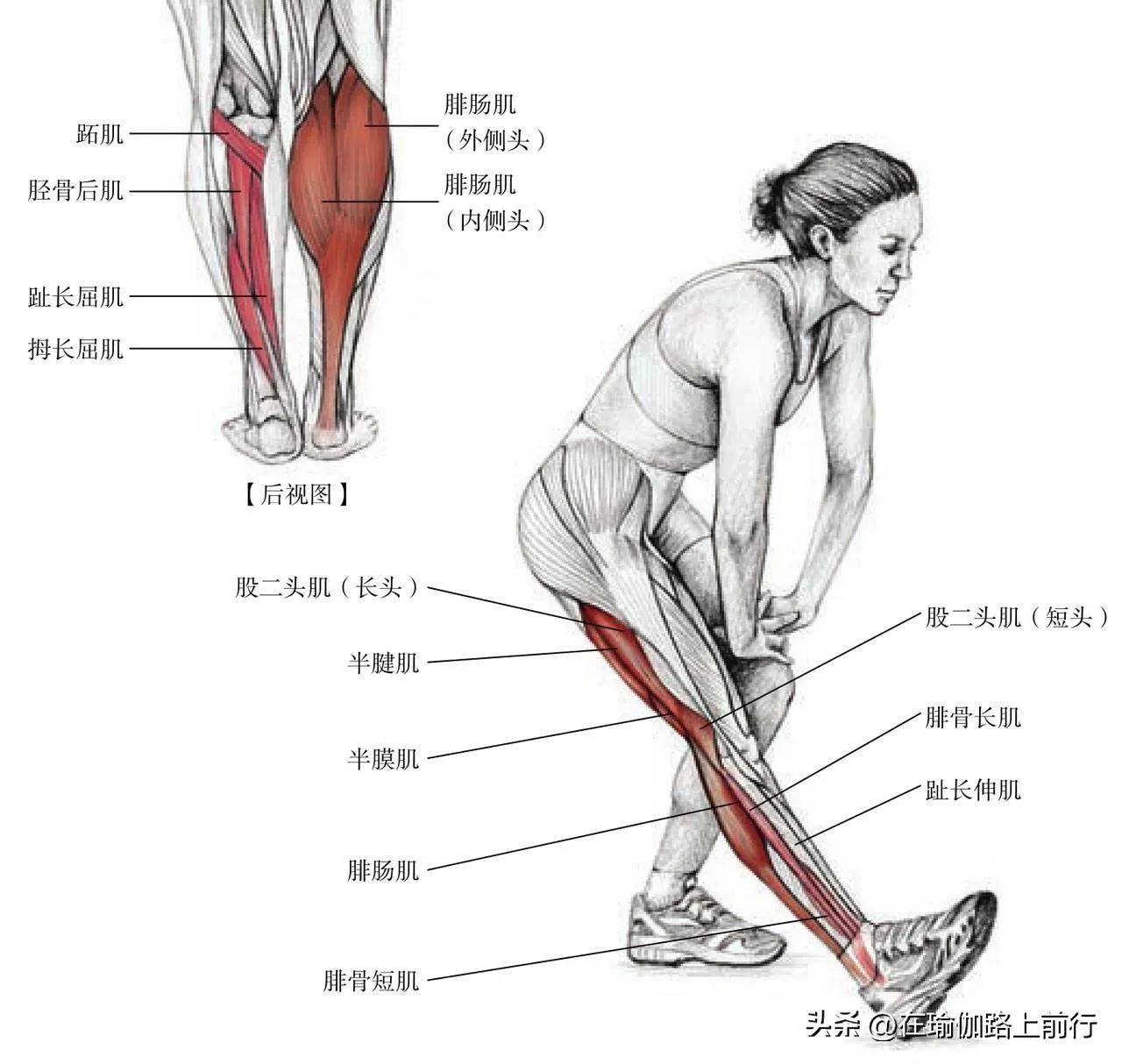 拉伸小腿肌肉真的能瘦小腿吗,拉伸小腿肌肉有灼热刺痛感