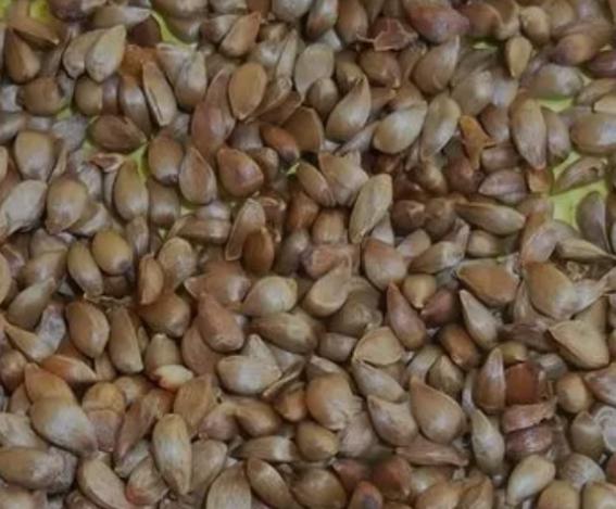 海棠果种子怎么育苗,海棠催芽技术