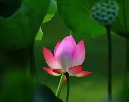 最美荷花古诗图片,诗词荷花图片大全