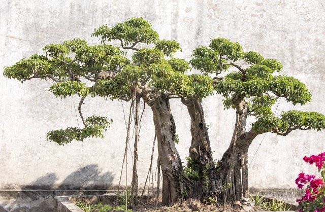 山货怎么赚钱,农村山货怎么赚钱