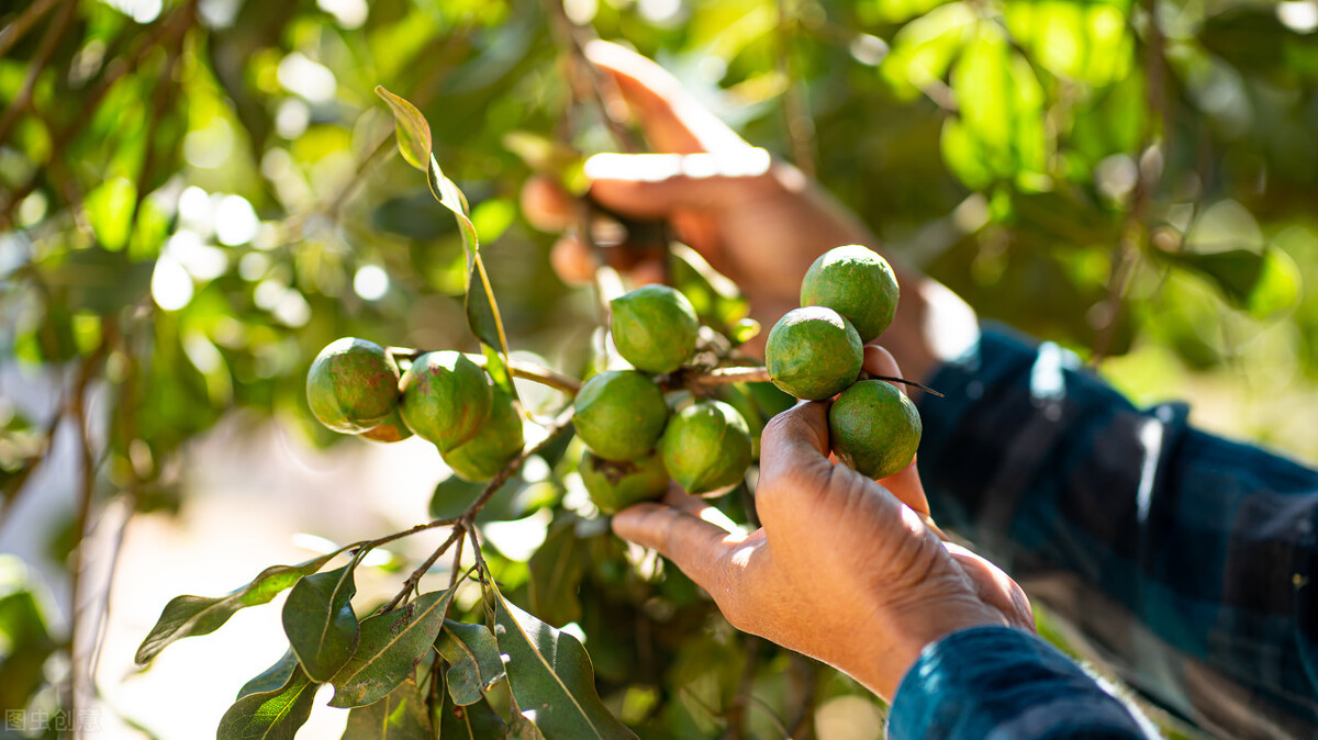 椰枣辟谣,辟谣水果