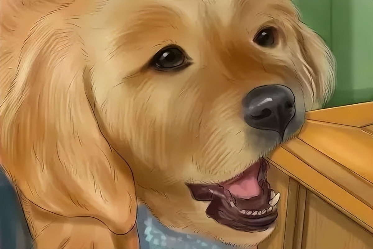 狗狗脓皮症最有效的治疗办法,狗狗异食癖有什么解决办法