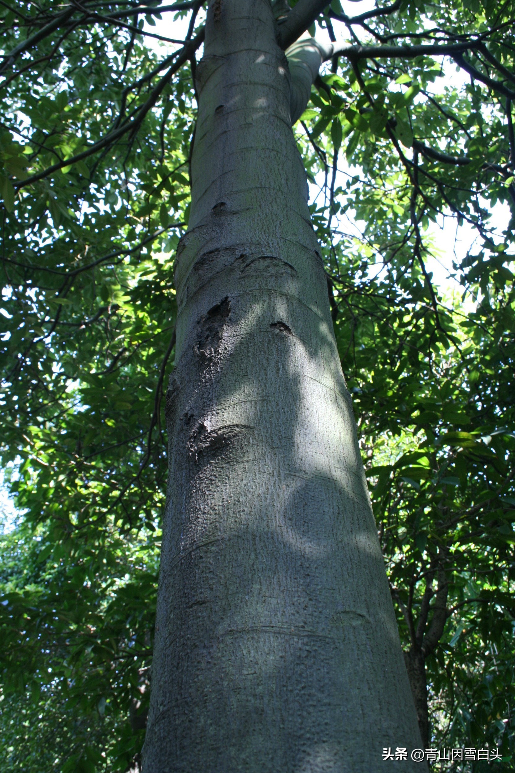 花榈木用途,精品花榈木