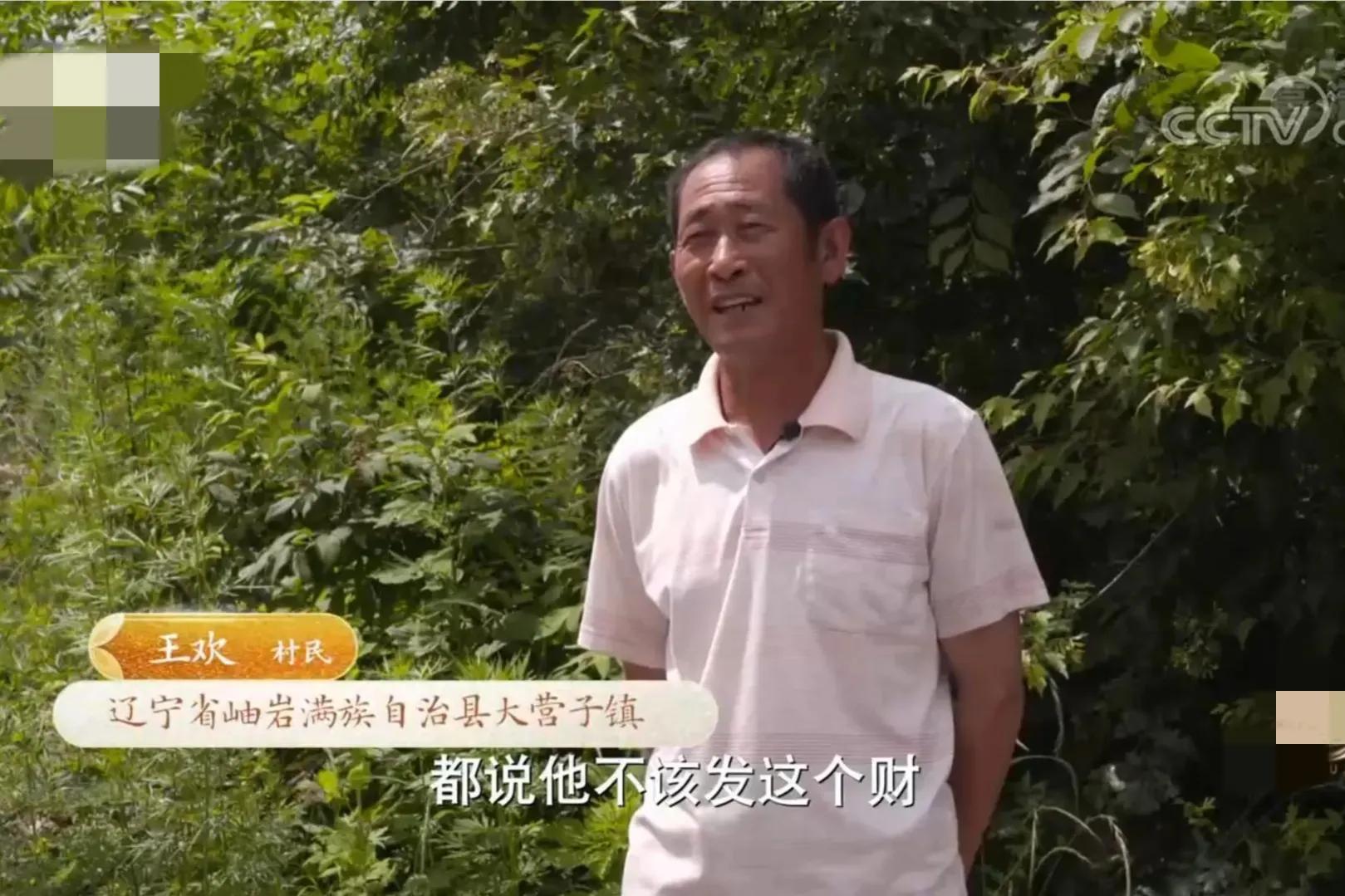 山地果园种林下参合法吗,山林地出租种林下参多少钱一亩