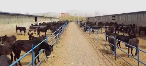 小伙三年养了4000头母驴，感情深厚一头也不卖，但一天还净赚4万