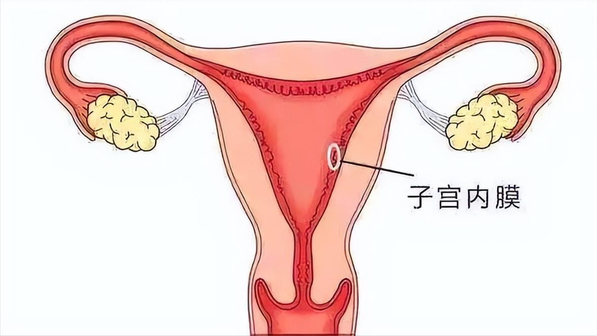 子宫内膜厚度够就是不下来,子宫内膜只有5mm能怀上吗