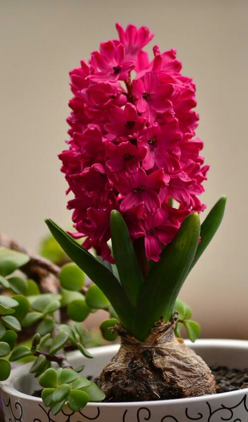 常见有毒花千万别碰,世上有毒的花和植物