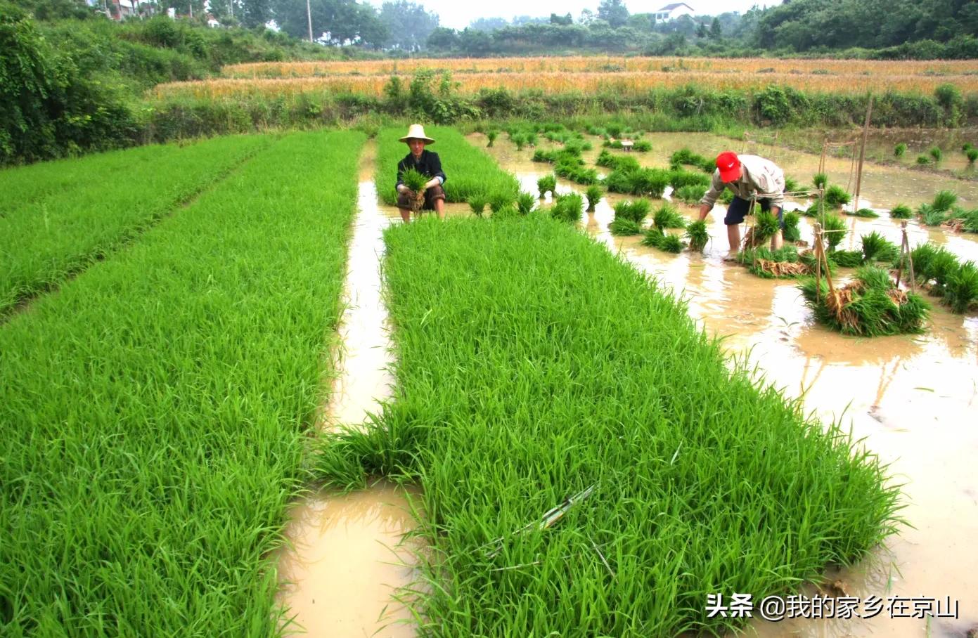 魂牵梦萦的第二故乡,魂牵梦萦的地方是我的家乡