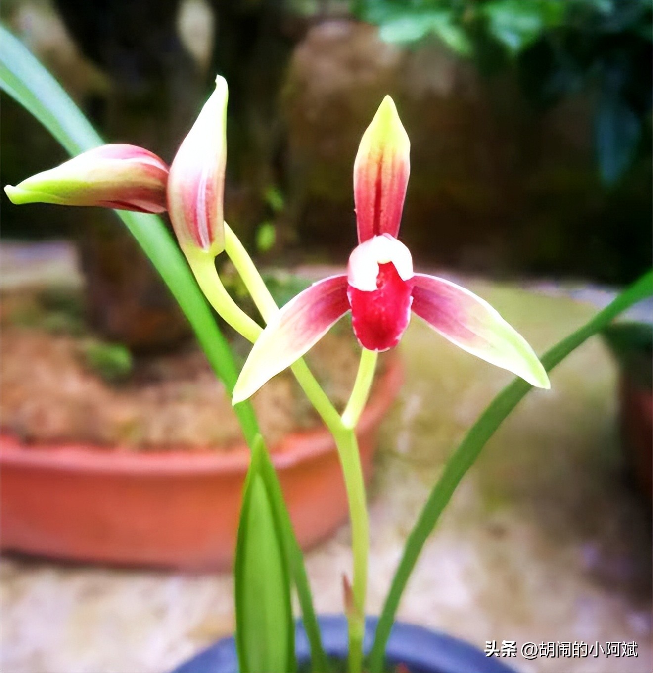 阳台有阳光适合养什么盆栽,阳台上有一盆吊兰