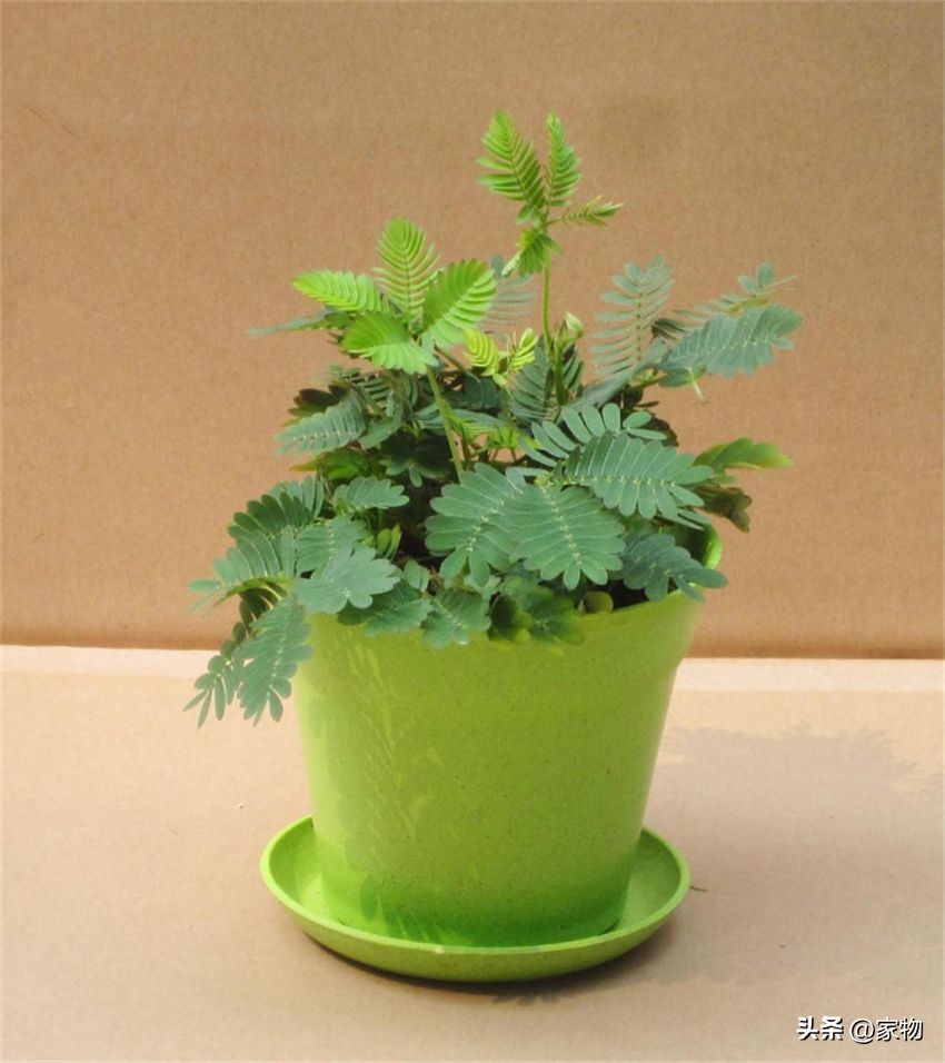 客厅放绿植好养吗,客厅放绿植有什么忌讳