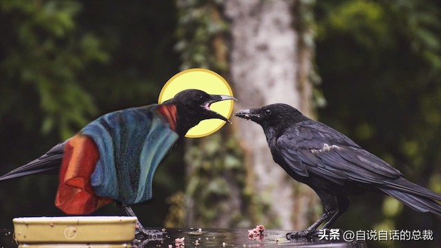 乌鸦为什么是外星人,外星人至今还未出现的5大原因