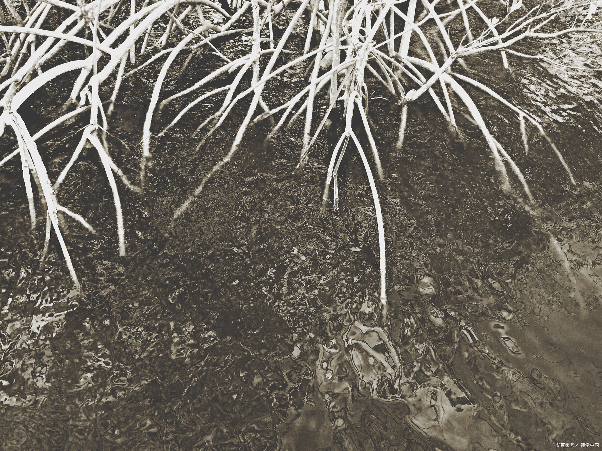 萘乙酸生根剂灌根使用方法,根腐康活性生根剂使用方法