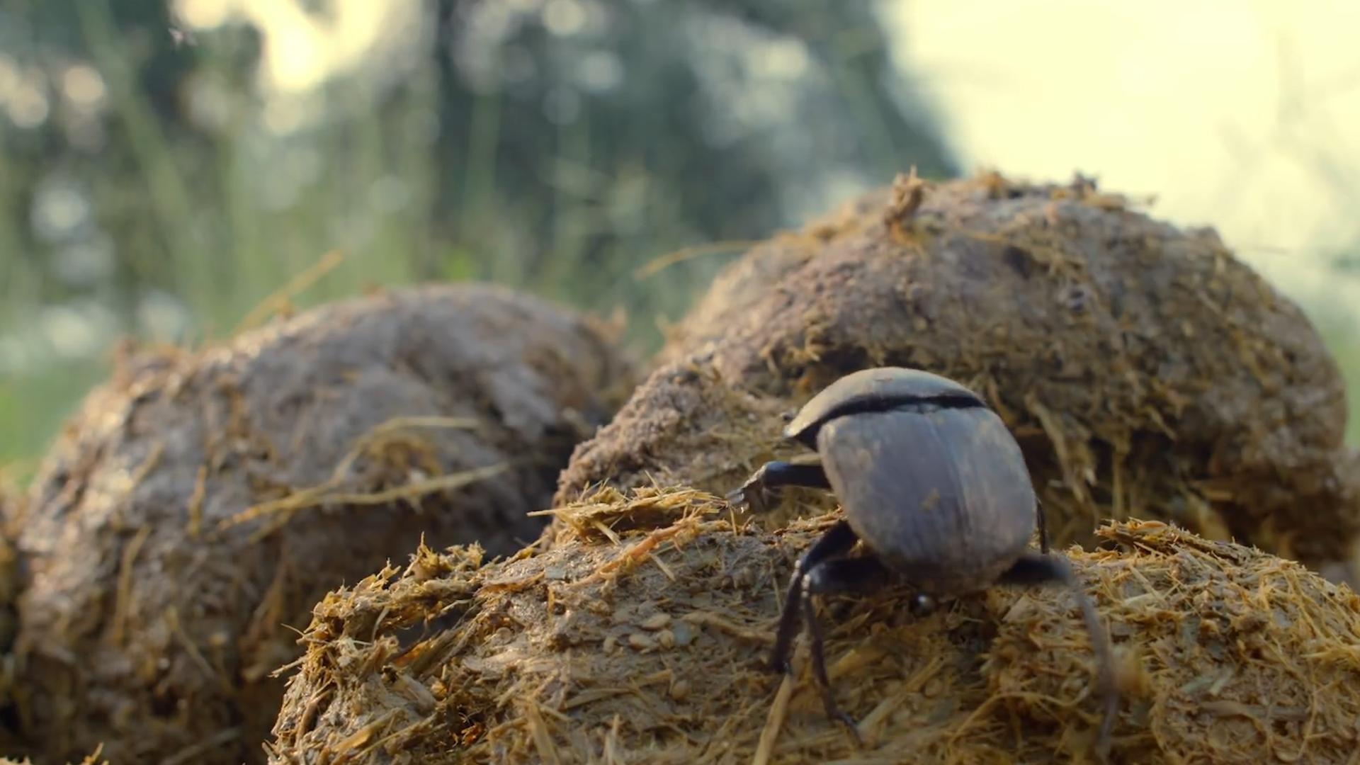 中国屎壳郎为什么备受澳洲欢迎,收购野生屎壳郎违法吗