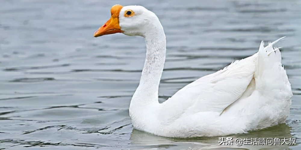 天府之国是该火一把了