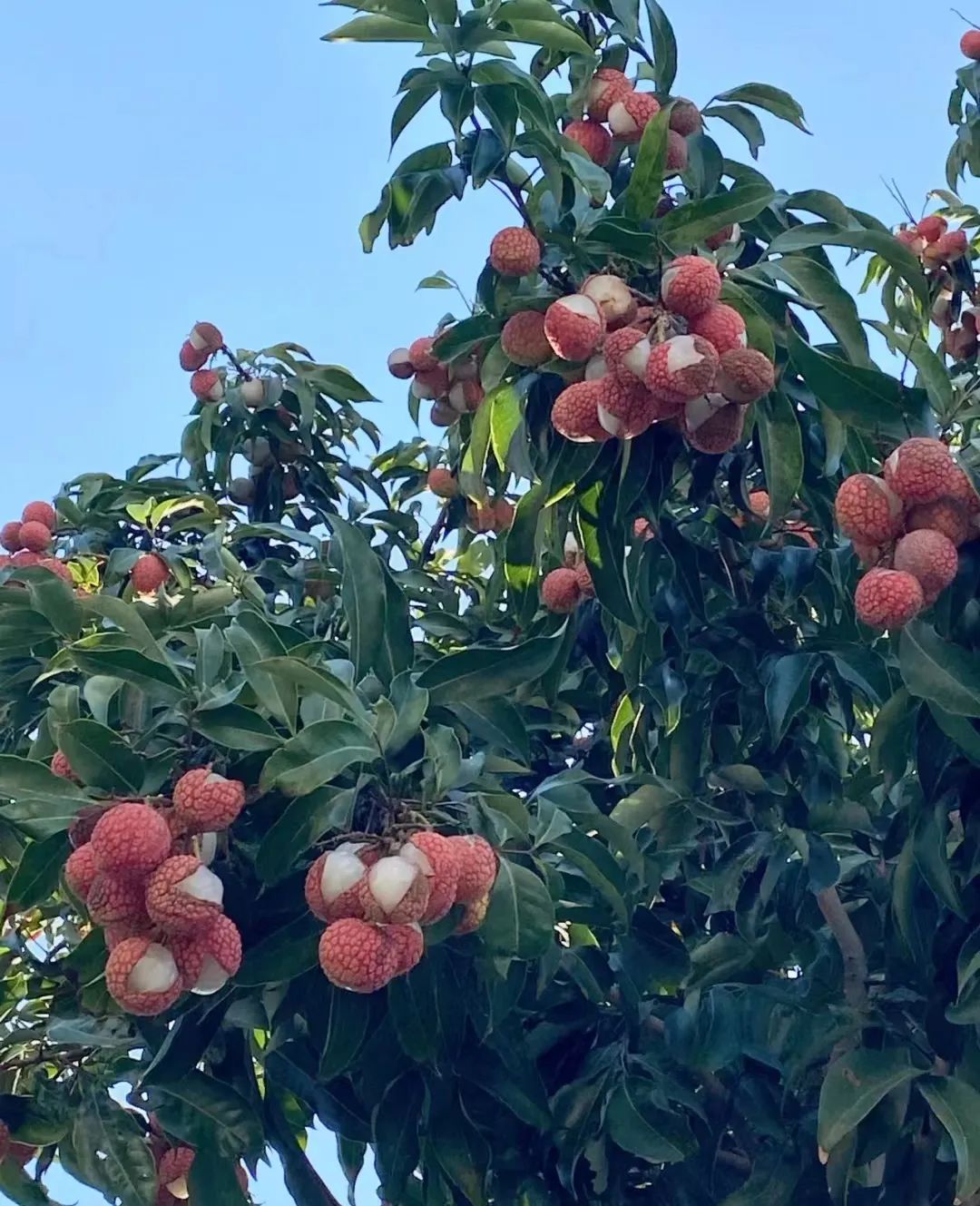 吃了很多个荔枝才发现里面有虫,吃了荔枝里面有白色的虫