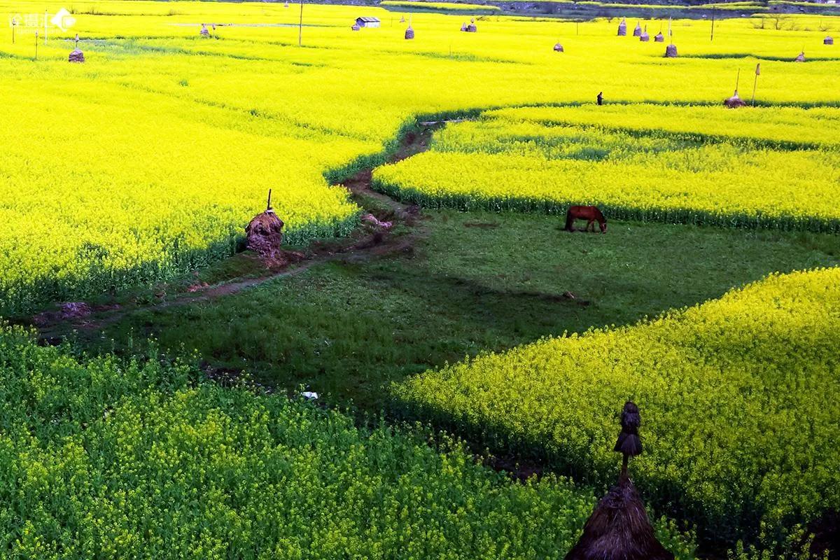 春天向我们走来二胡,春天来了朗读文章