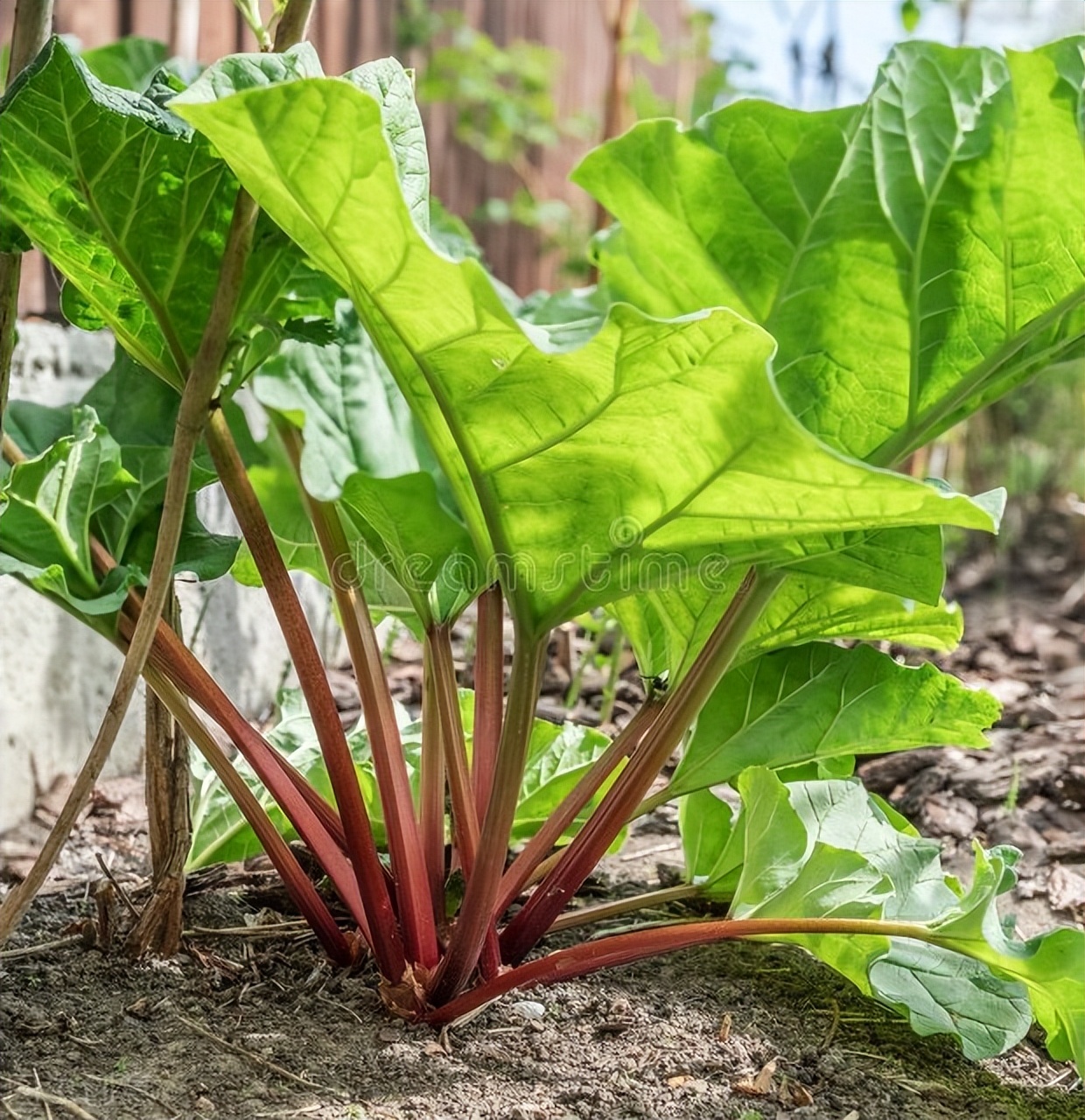 大黄：泻热通肠、凉血解毒、逐瘀通经