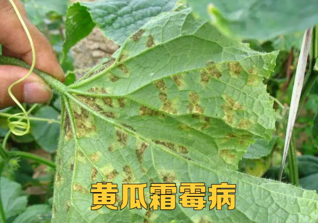 黄瓜的化瓜现象,黄瓜化瓜怎么办