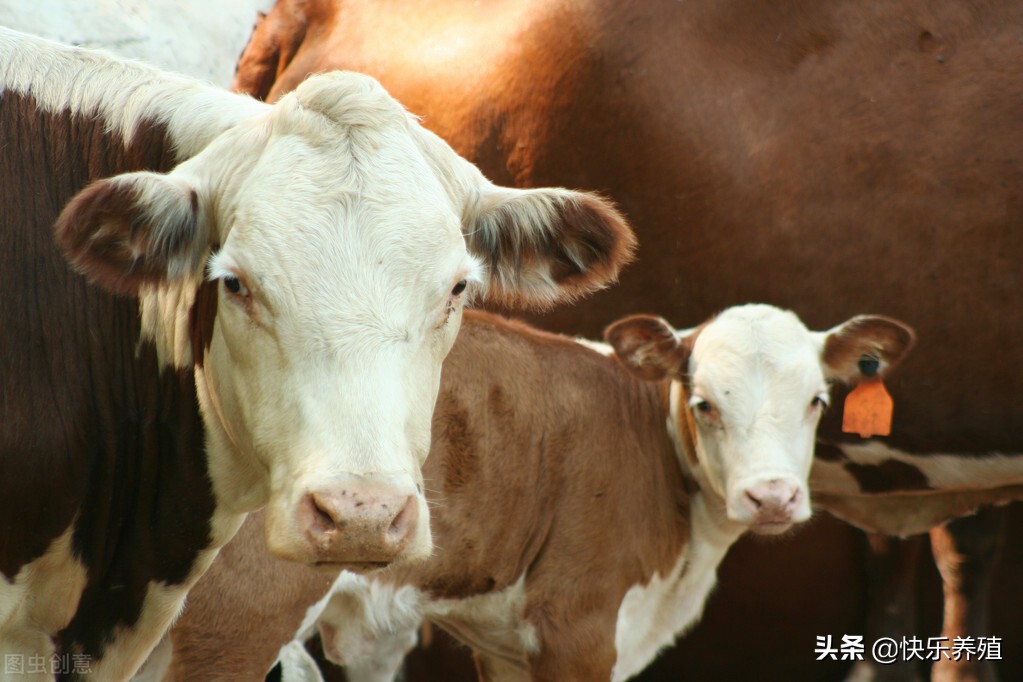 养母牛的技术和管理,养母牛需要什么条件