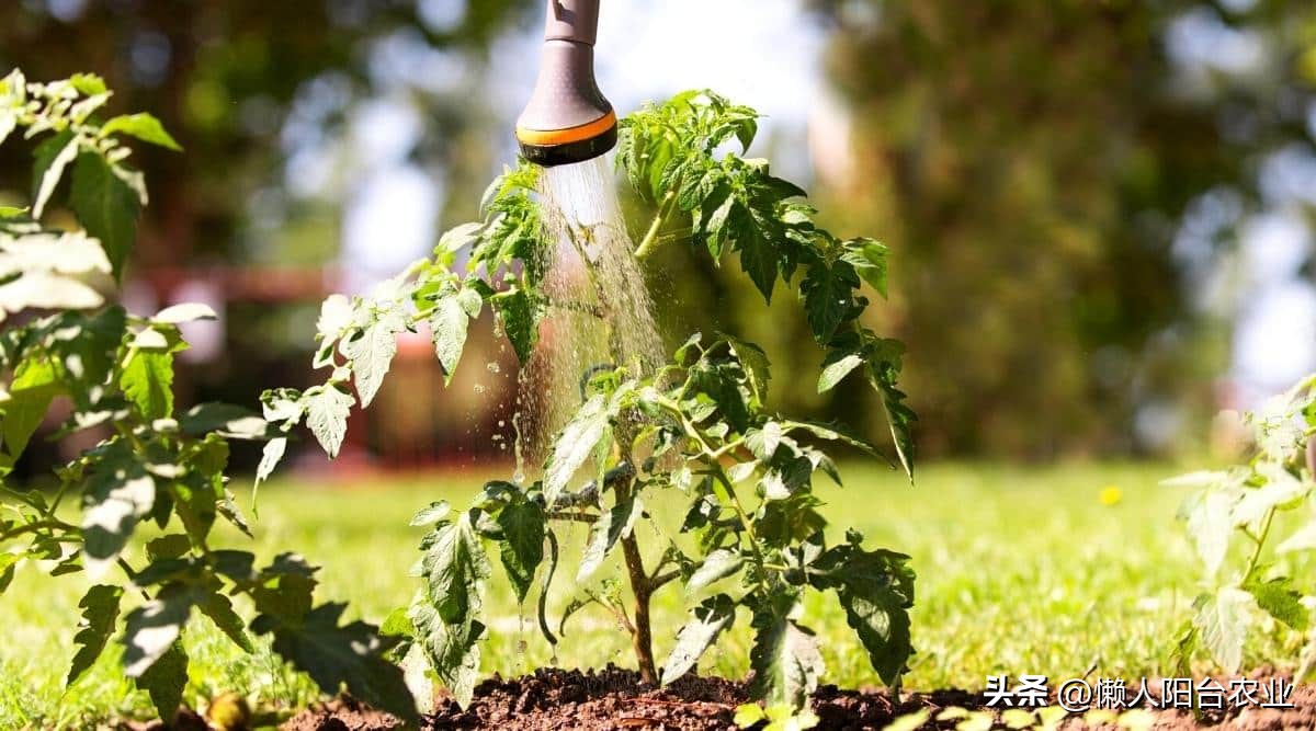 阳台西红柿长得高但不结果,光照不足西红柿疯长不结果怎么办