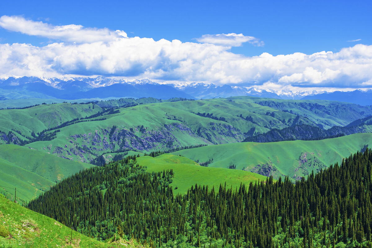 对谷爱凌的评价,谷爱凌确定拿金牌后喜极而泣