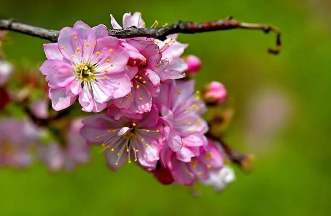 咏李花的诗句有哪些,灿若云霞全部歌曲