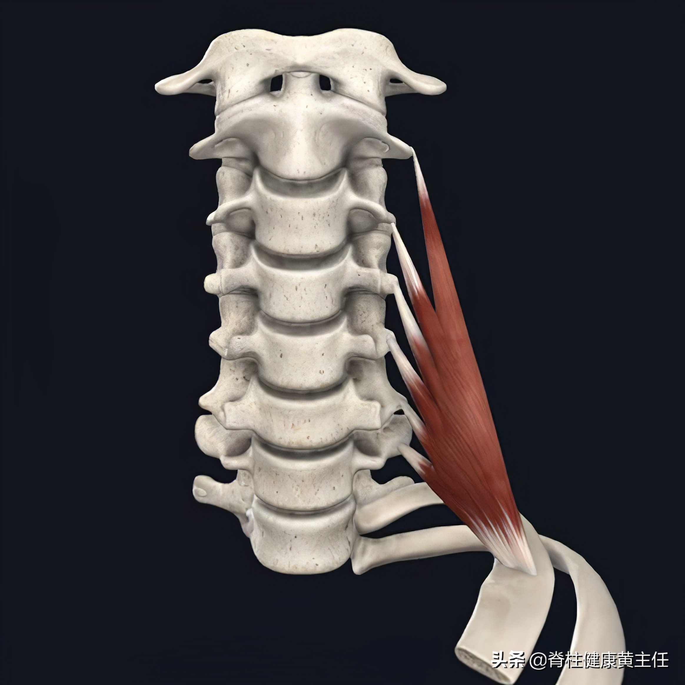 肩胛骨内侧疼痛一招搞定,肩胛骨内侧疼痛最好的治疗办法