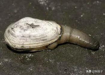 锦州沿海曾经有过一种贝类——“蚩”