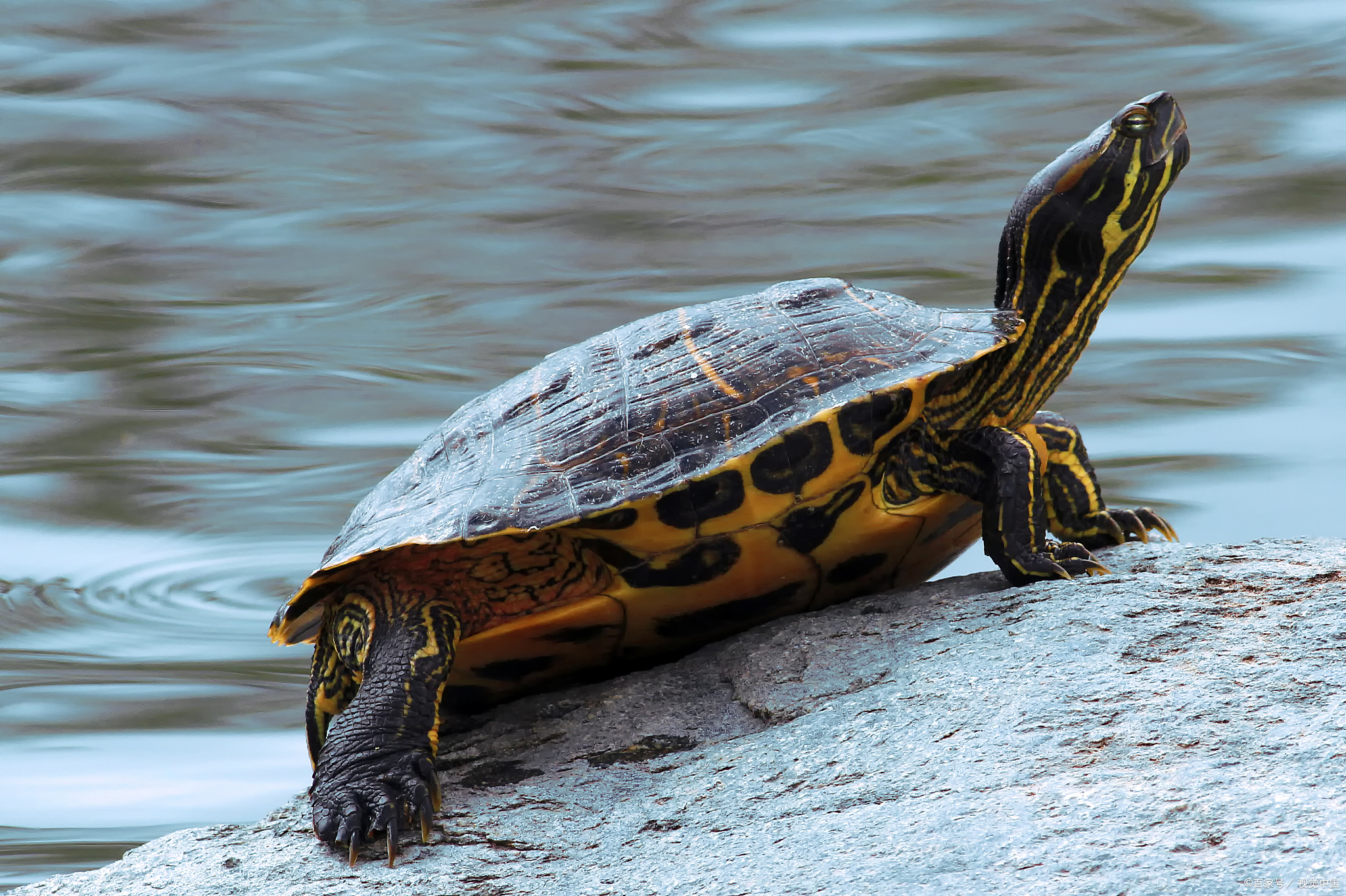 巴西龟喜欢吃什么食物啊,巴西龟最喜欢吃什么食物呢