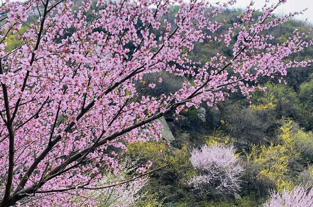 西安桃花观赏最佳地点,西安桃花潭公园桃花什么时候开