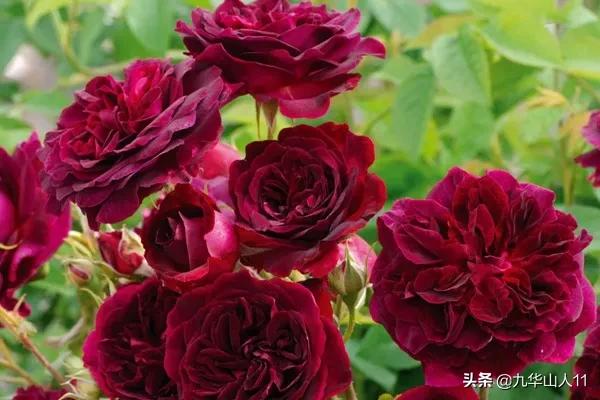 大花浓香勤花的月季品种,大花月季品种介绍大全图片及价格