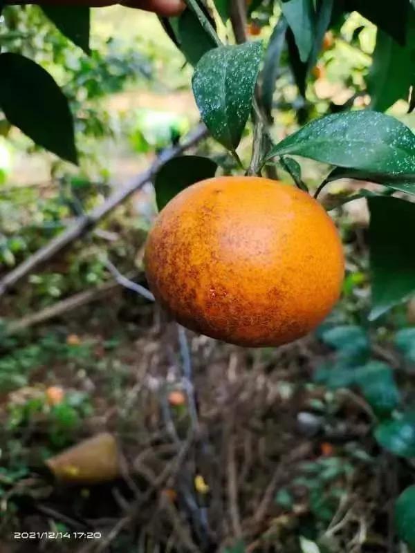 柑橘打药最佳时间和方法,柑橘打药用量多少
