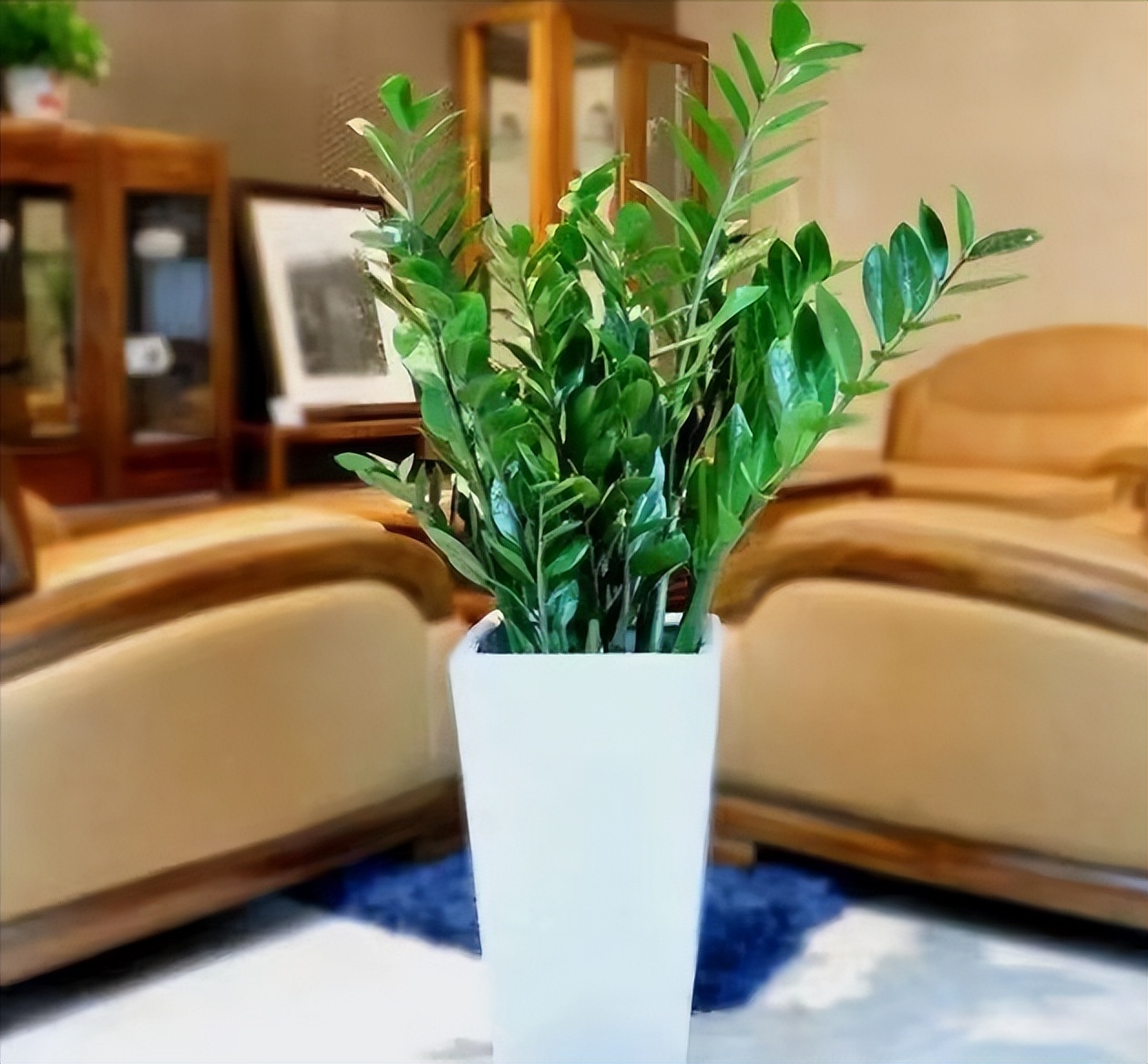 聚财的6种花,招财聚财的花卉