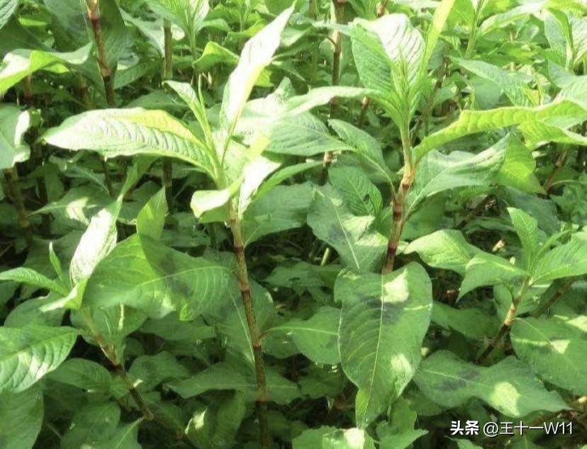 野生辣蓼草图片,有香味的白辣蓼