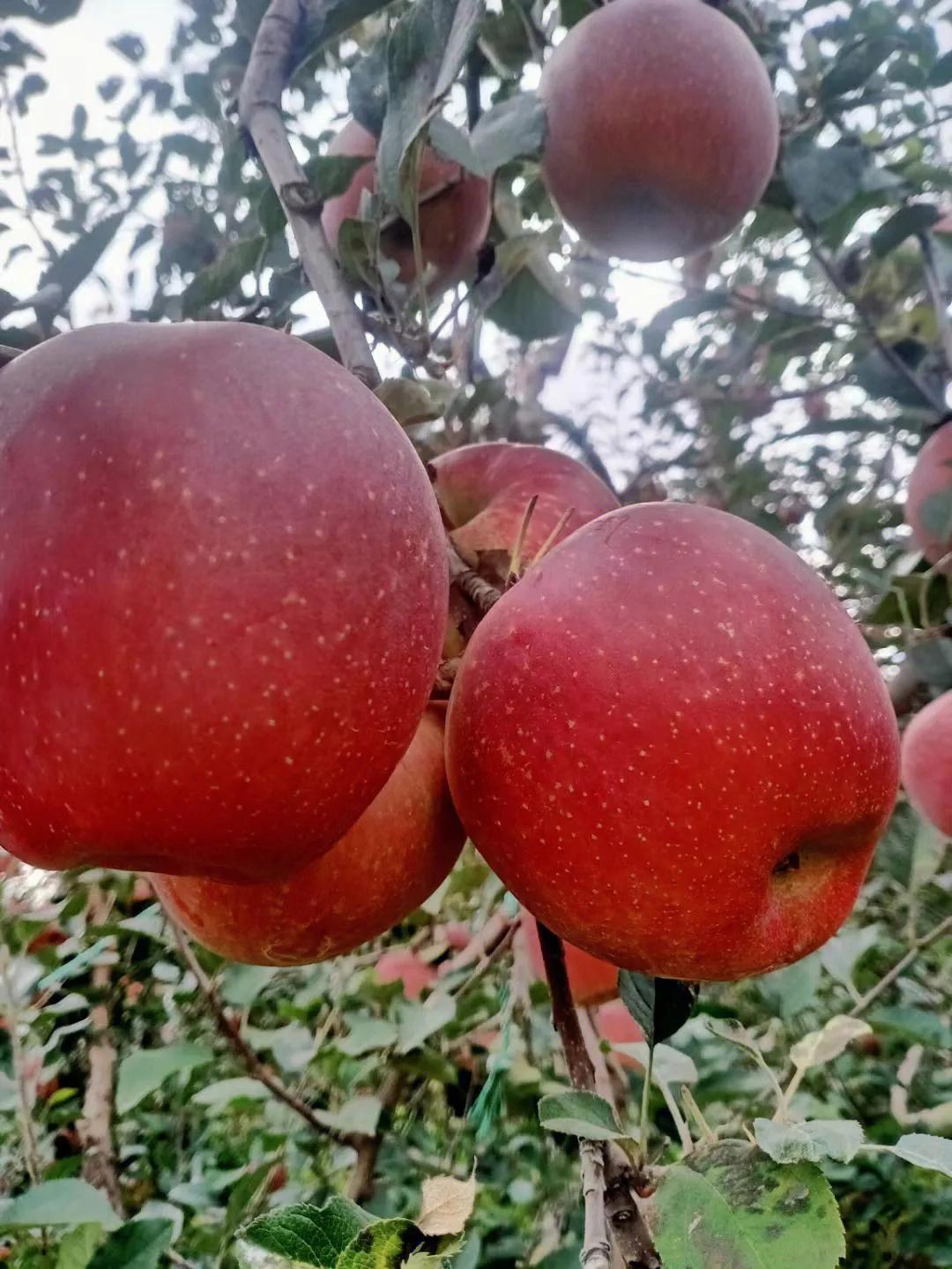 中国最好吃的六大苹果排名,全国最好吃的苹果产自哪里