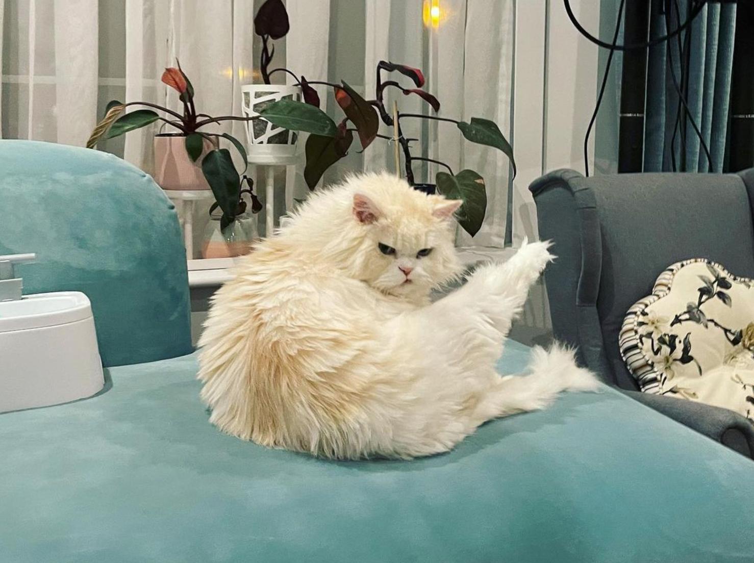 猫咪买什么品种的最好,宠物猫怎么挑选好的猫粮呢