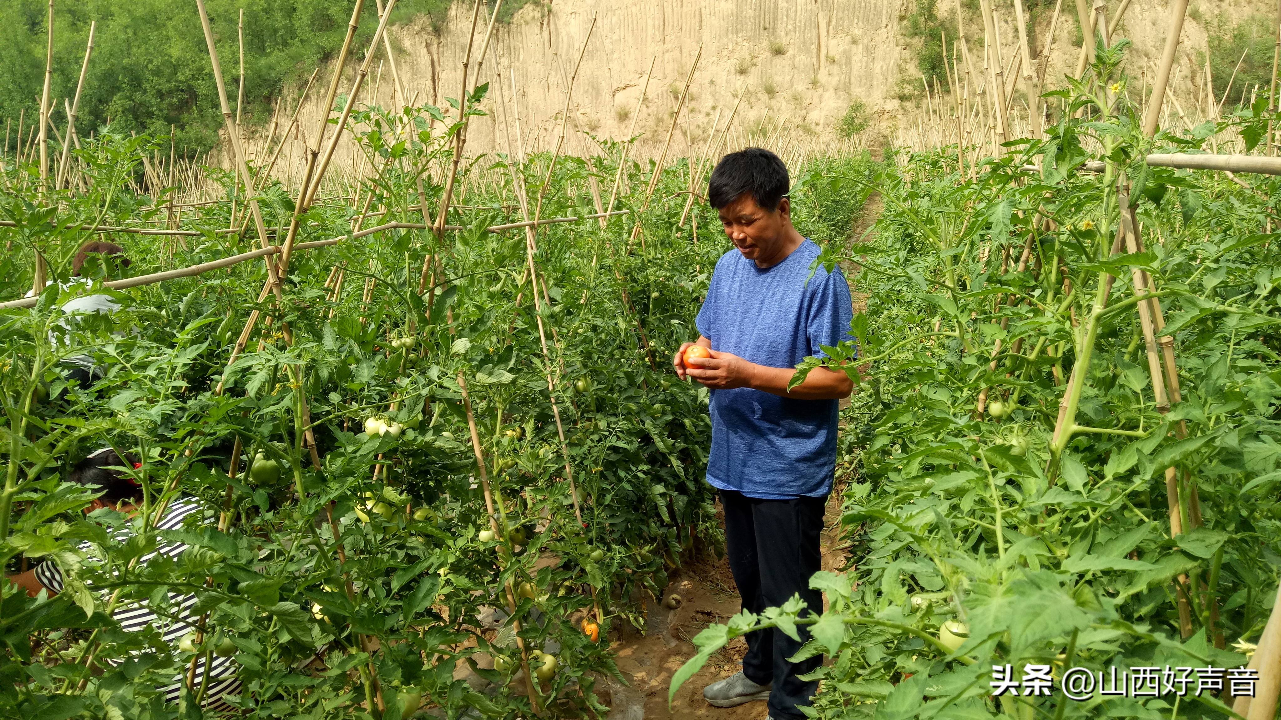 山西太行山西红柿,最好吃的农村老品种西红柿