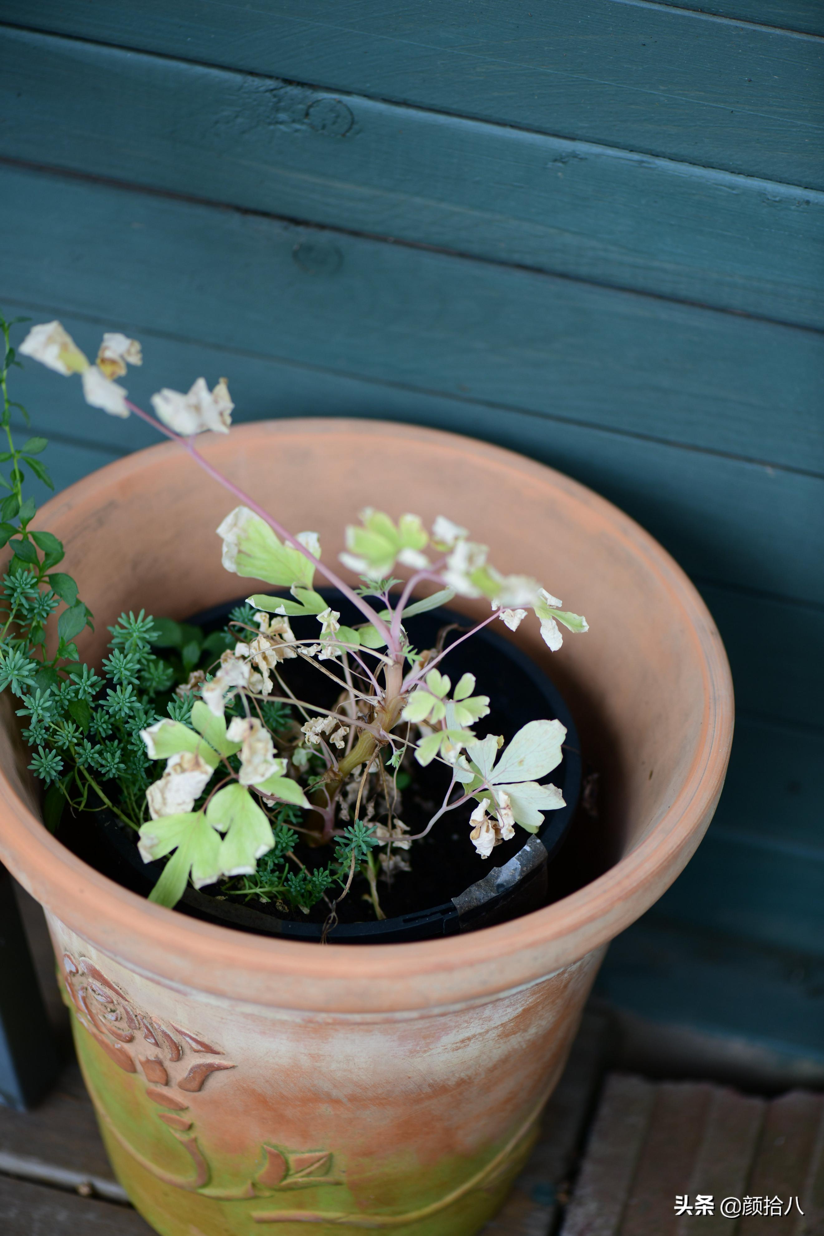 看到你的花园那么惨，我就安心了|园丁