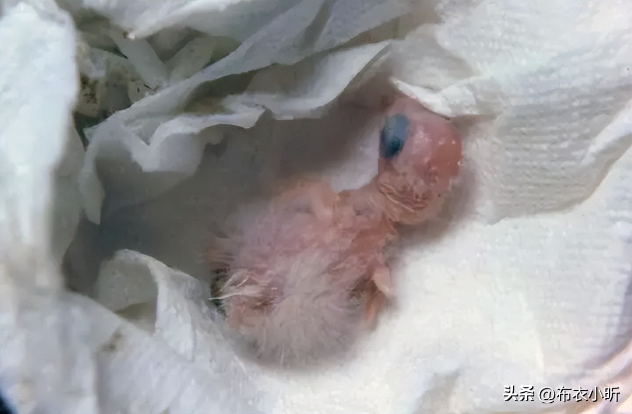 鹦鹉气息微弱怎样急救,鹦鹉抢救过来后续怎么喂食物