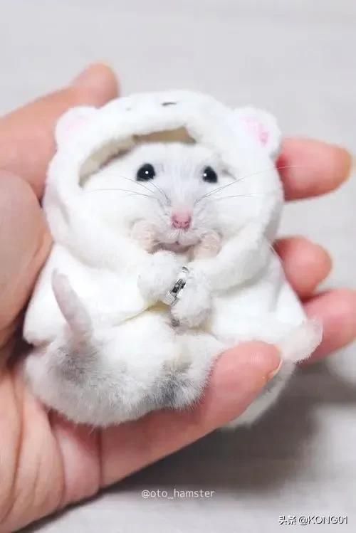 新手养仓鼠仓鼠生宝宝了该怎么办,新手怎样养仓鼠