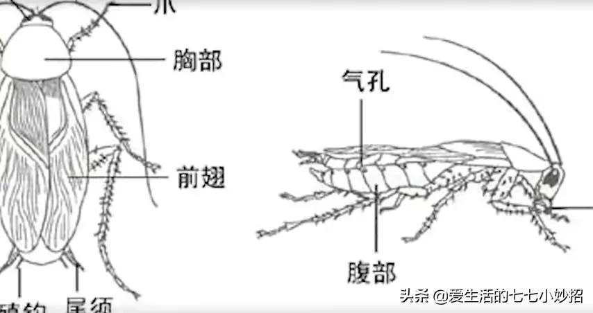 不用再买蟑螂药了教你一招,灭蟑螂的小妙招别再用蟑螂药了