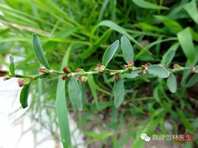 草坪杂草的防除方法,草坪杂草的物理防除