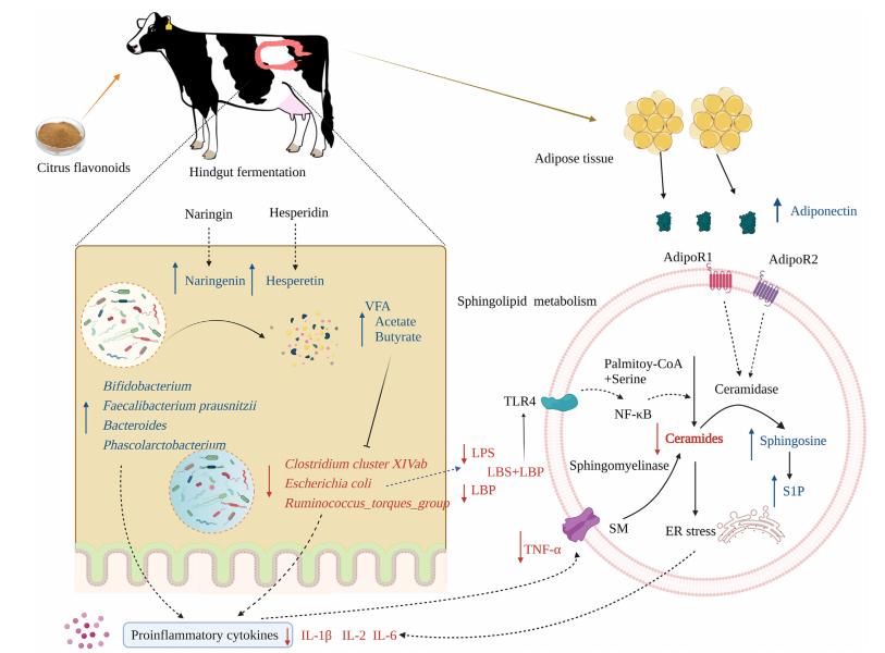 柑橘类黄酮提取物功效和作用,柑橘类黄酮提取物的功效