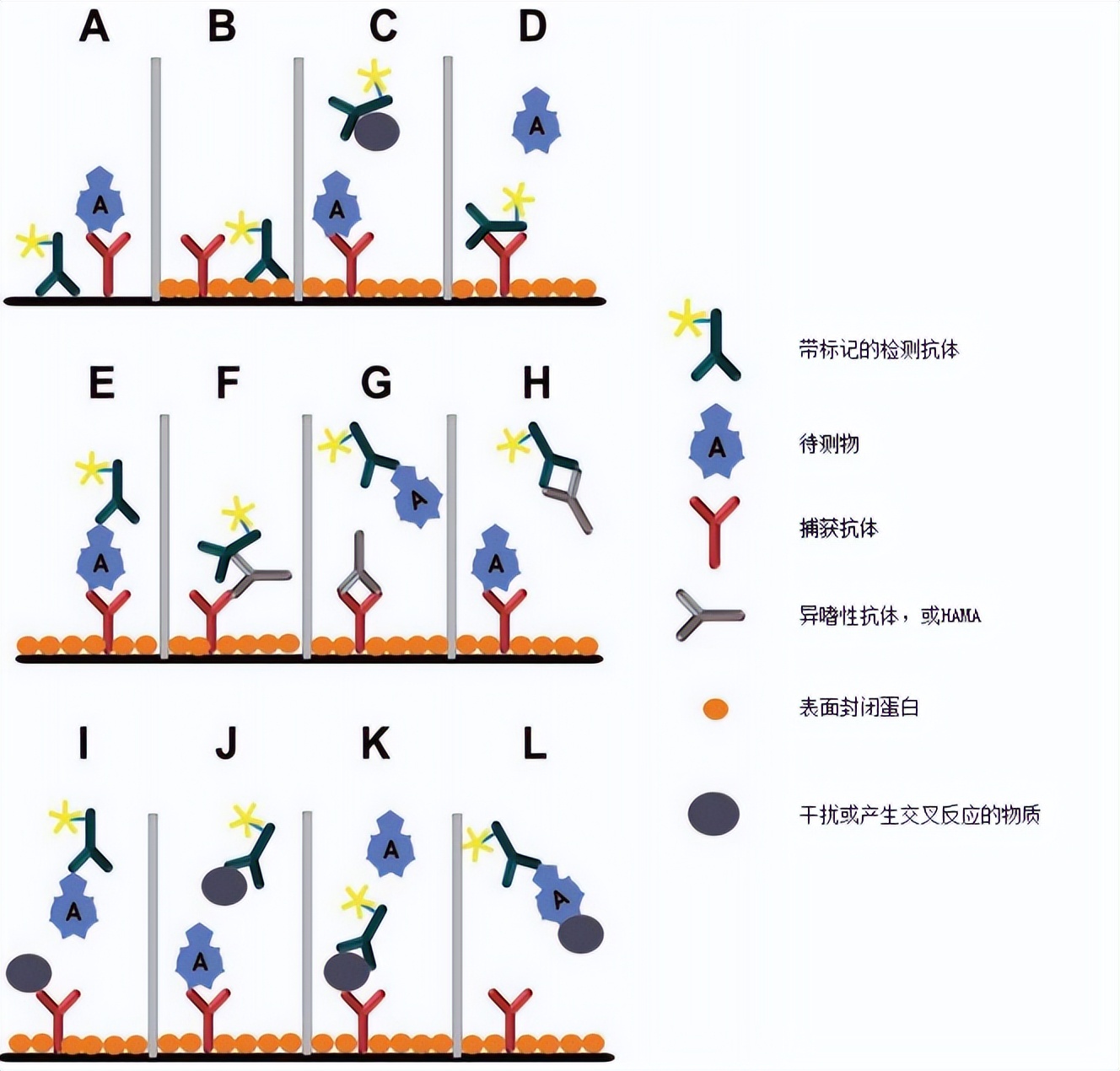 常见的免疫分析方法,免疫检验有哪些干扰