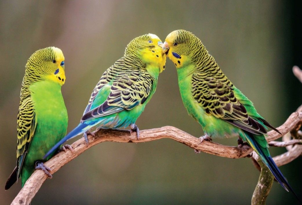 饲养虎皮鹦鹉违法吗,虎皮鹦鹉幼鸟饲养全攻略