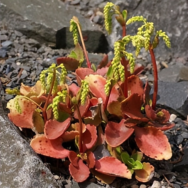 102个大类近500个多肉植物图片，都极其美丽，建议在家中也养一盆