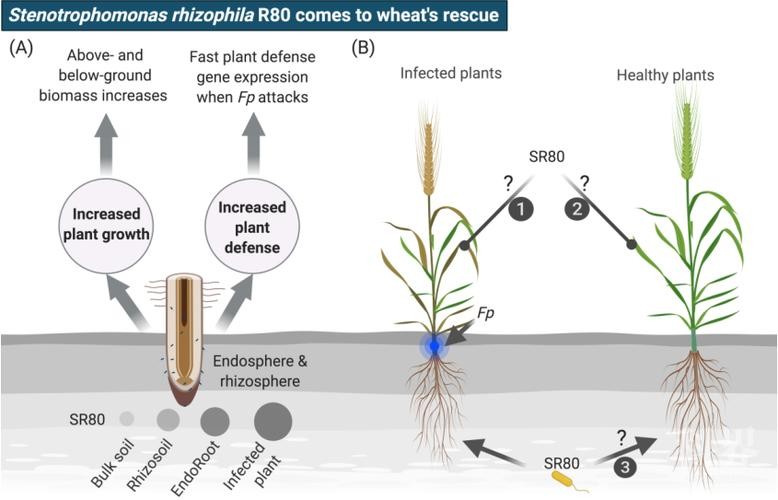 促进水稻氮素吸收利用的途径,促进水稻根系生长的措施
