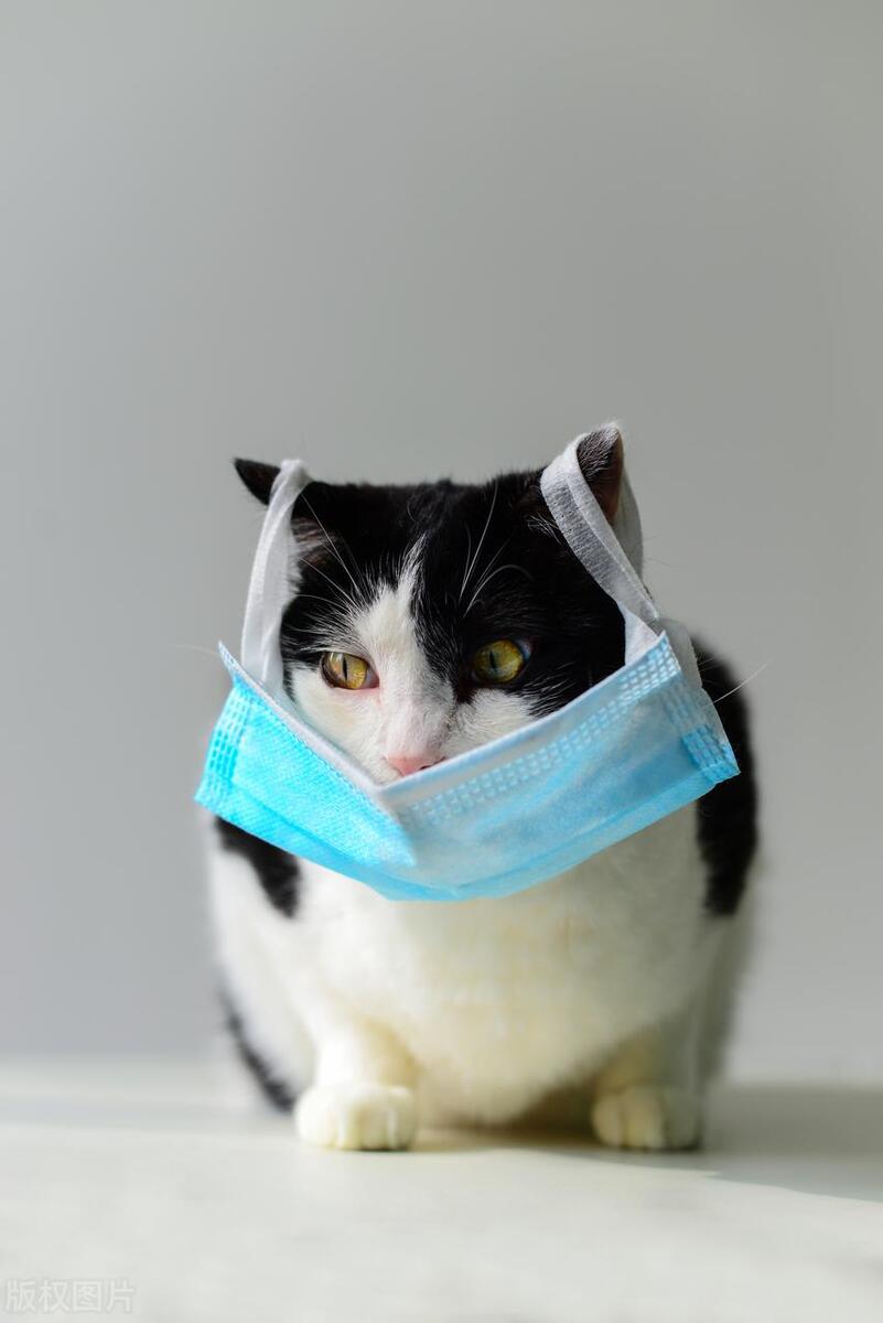 奶牛猫和哪些猫咪的品种相处得好,奶牛猫和狸猫的优缺点